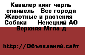 Кавалер кинг чарль спаниель - Все города Животные и растения » Собаки   . Ненецкий АО,Верхняя Мгла д.